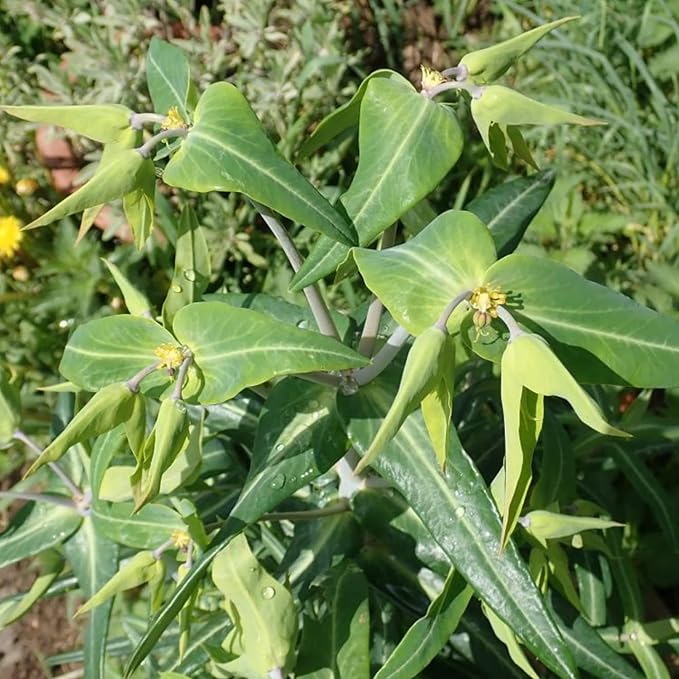 Heirloom Euphorbia Lathyris Flower Seeds for Planting, Non-GMO, Healthy and Vibrant Blooms