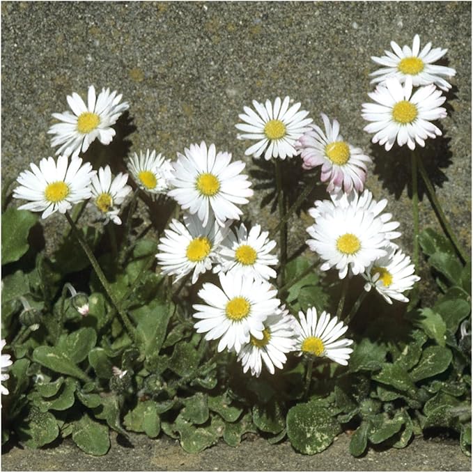 white red flower seeds