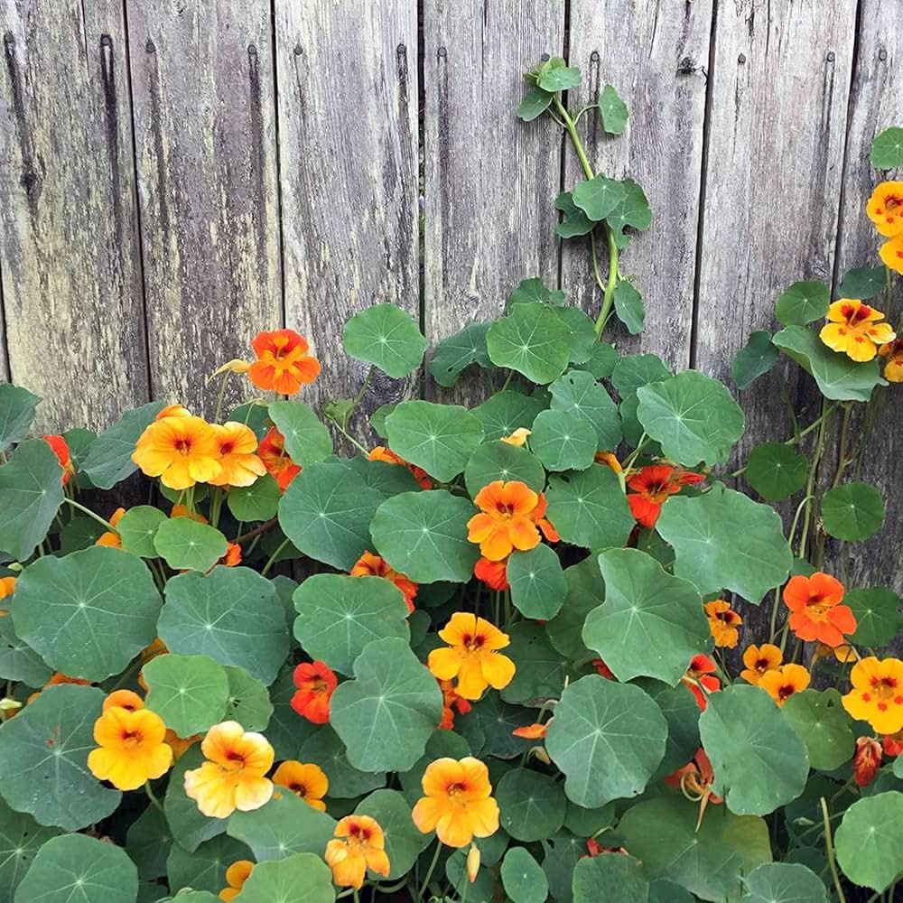 nasturtium creeper flower seeds