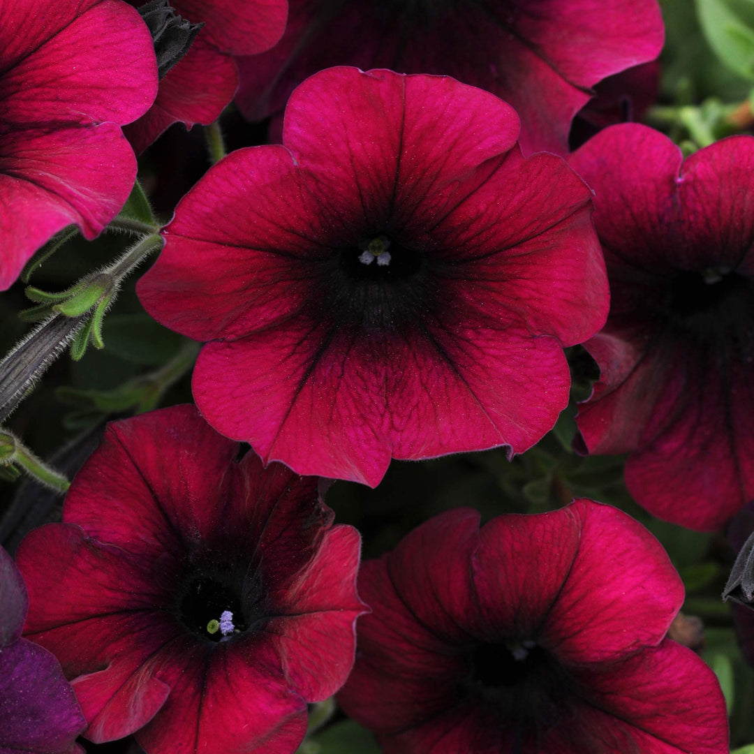 black red flower seeds