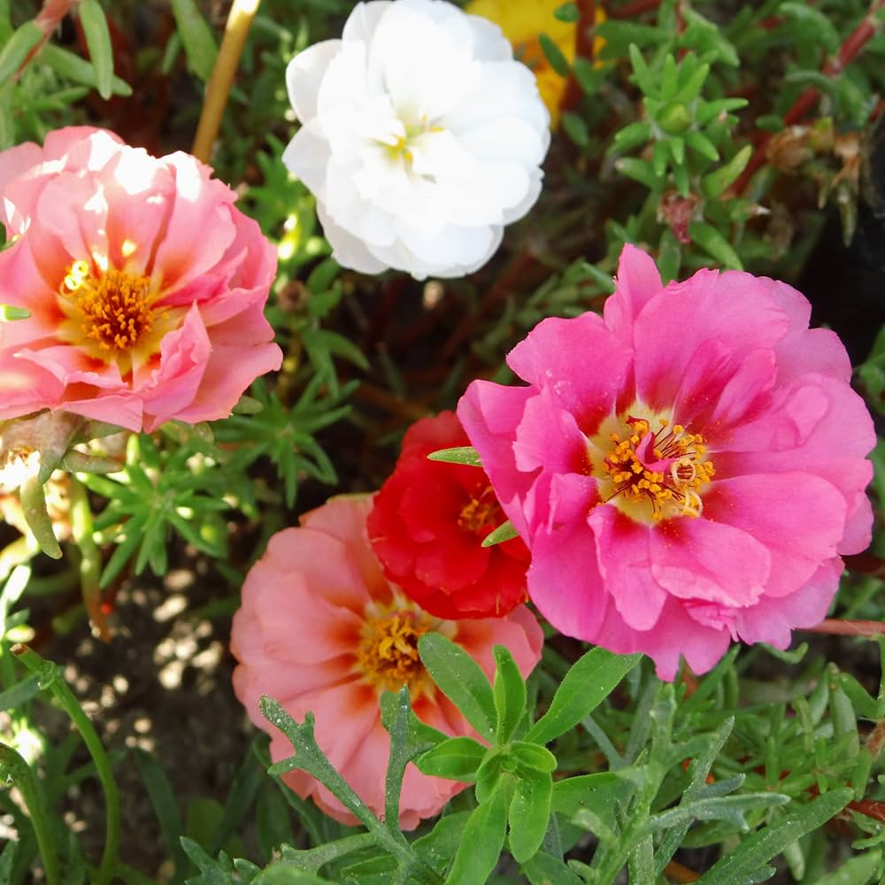 heirloom non flower seeds