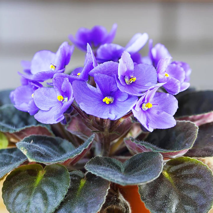 Organic Heirloom African Violet Flower Seeds for Planting – Blue Blooms Non-GMO High Germination Indoor Seeds