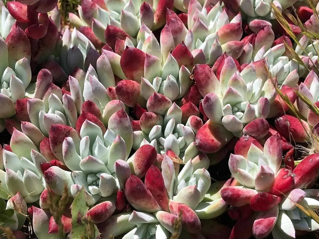 dudleya flower flower seeds