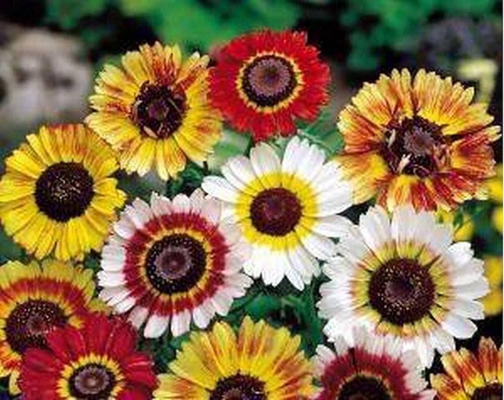 painted daisy flower seeds