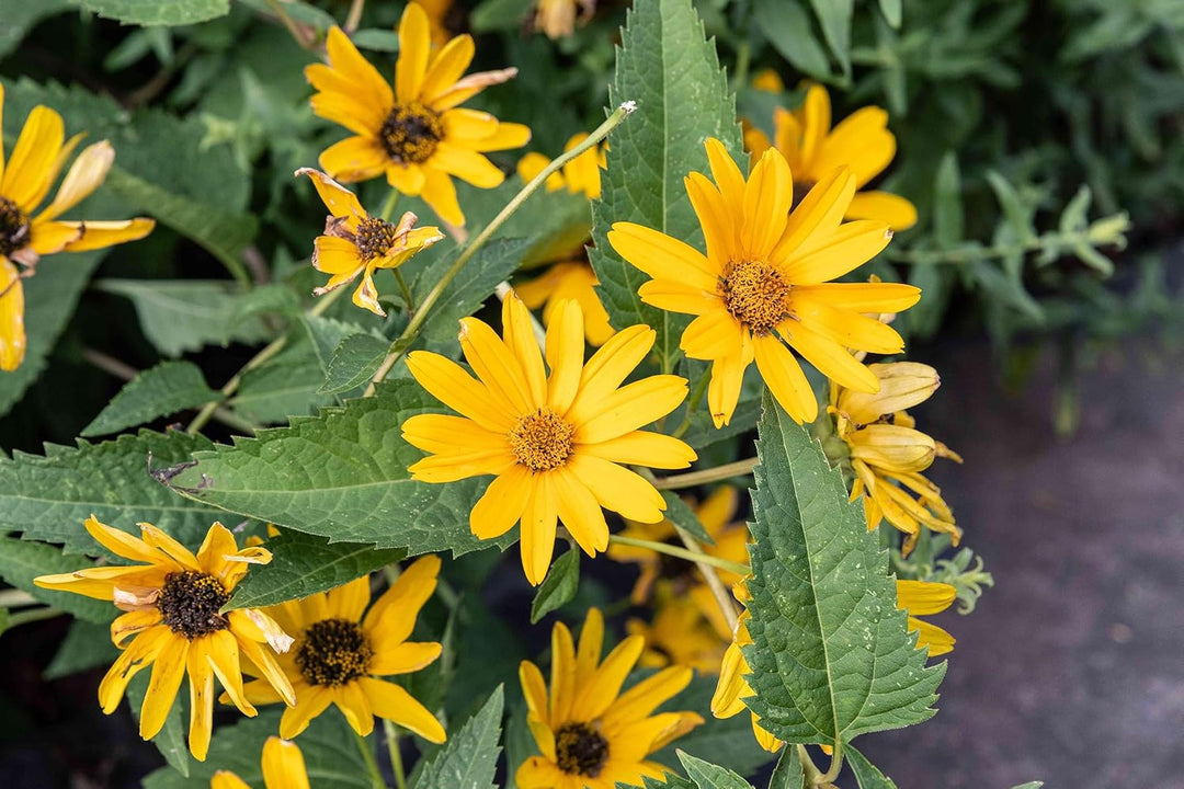 false sunflower flower seeds