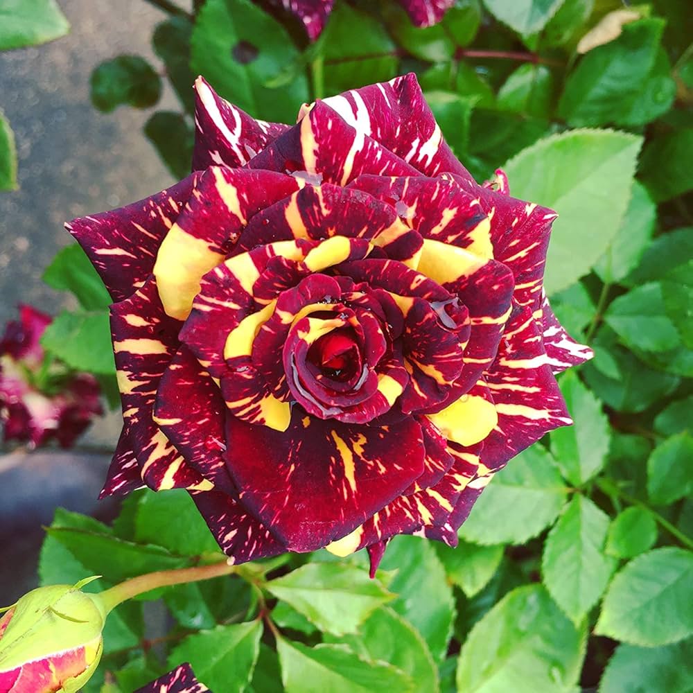 black white flower seeds