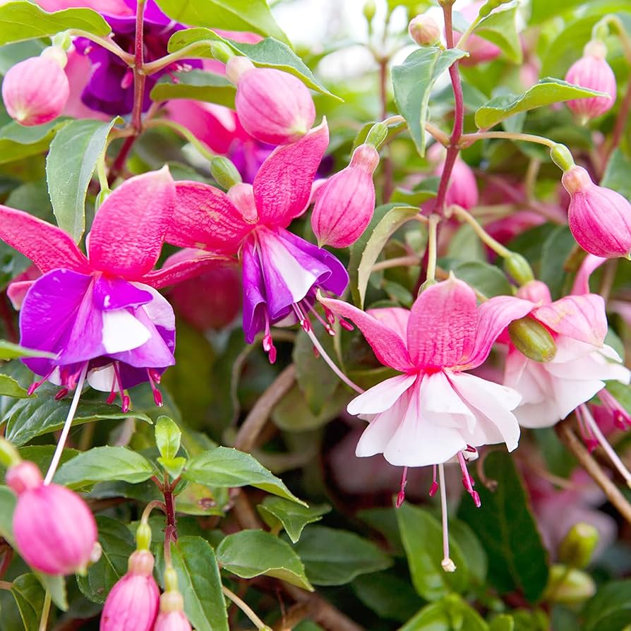 fuchsia flower flower seeds
