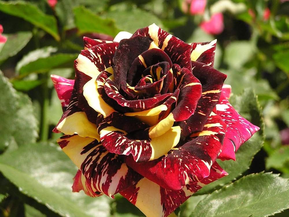 red yellow flower seeds