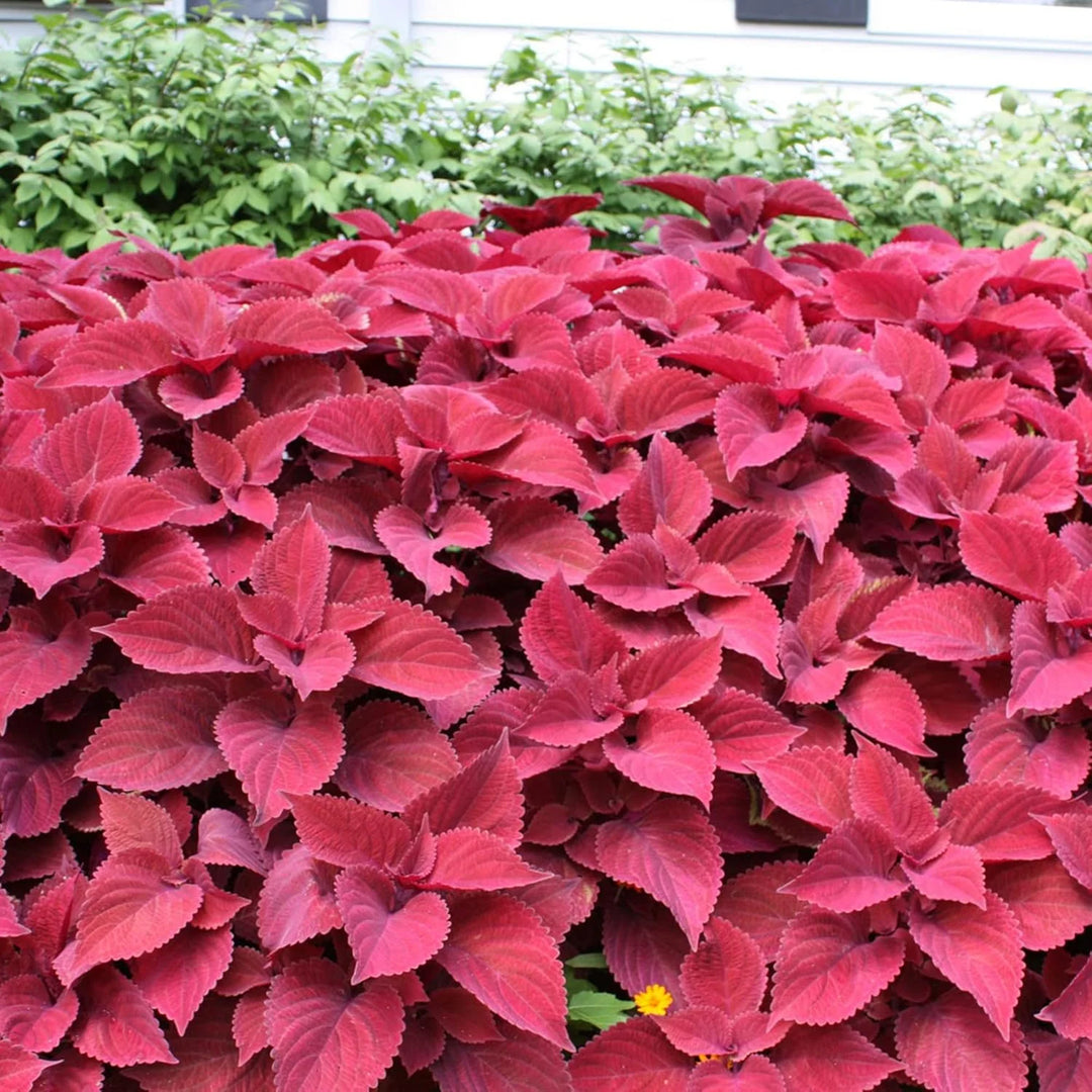 Coleus Plant Seeds Red for Planting, 100 pcs