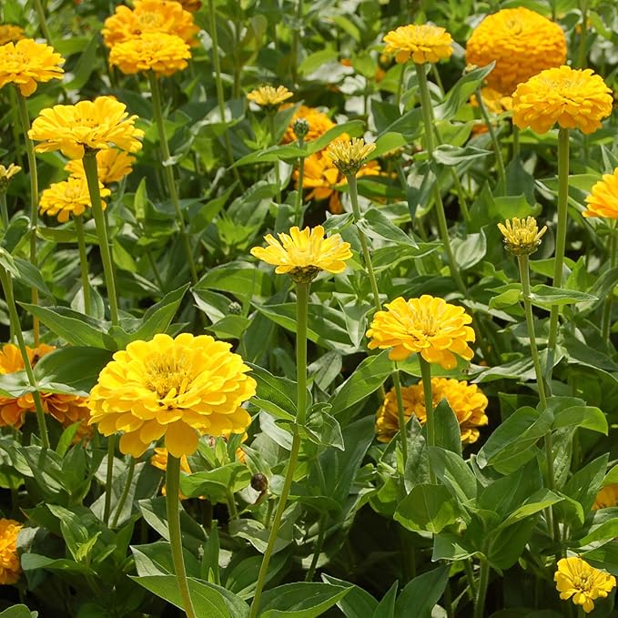 yellow dahlia flower seeds