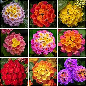 lantana mix flower seeds