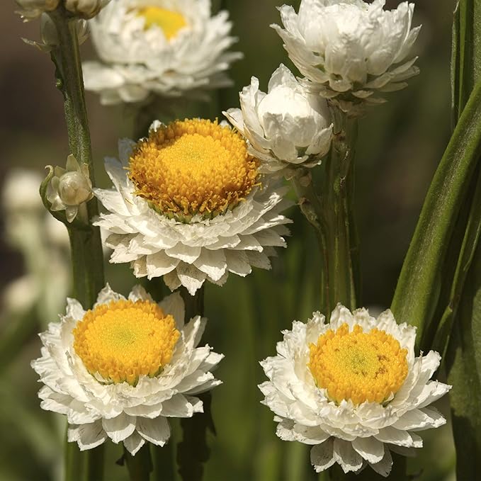 ammobium alatum flower seeds