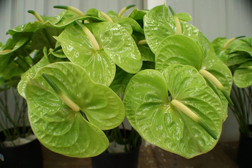 Grønne Anthurium Blomsterfrø til Plantning 100 stk