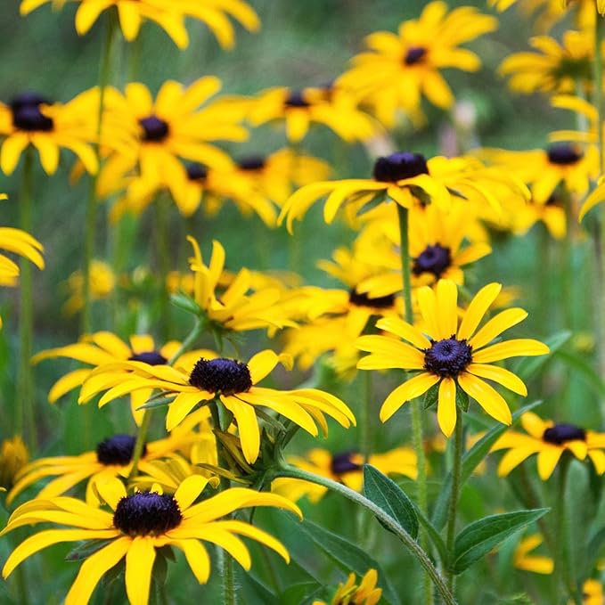 black eyed flower seeds