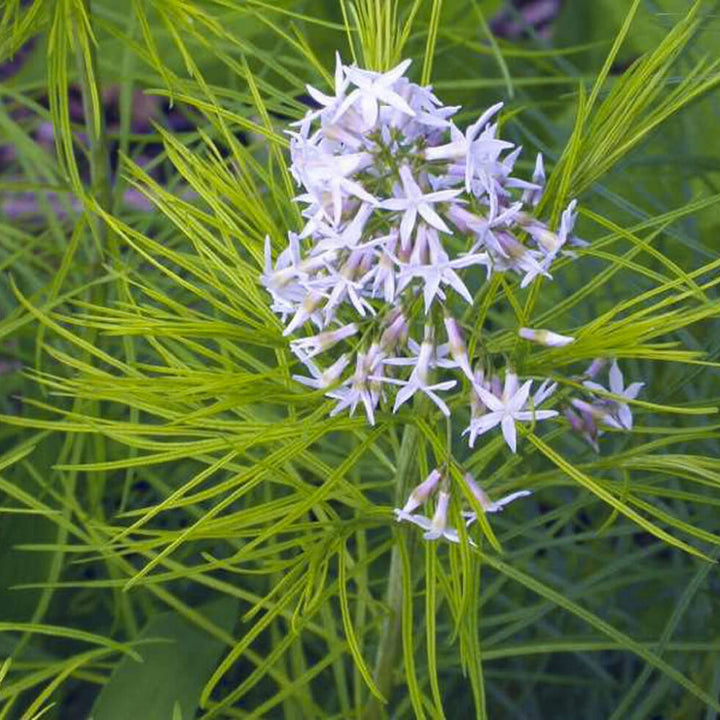 Amsonia Hubrichtii Bluestar Flower Seeds for Planting 100 pcs