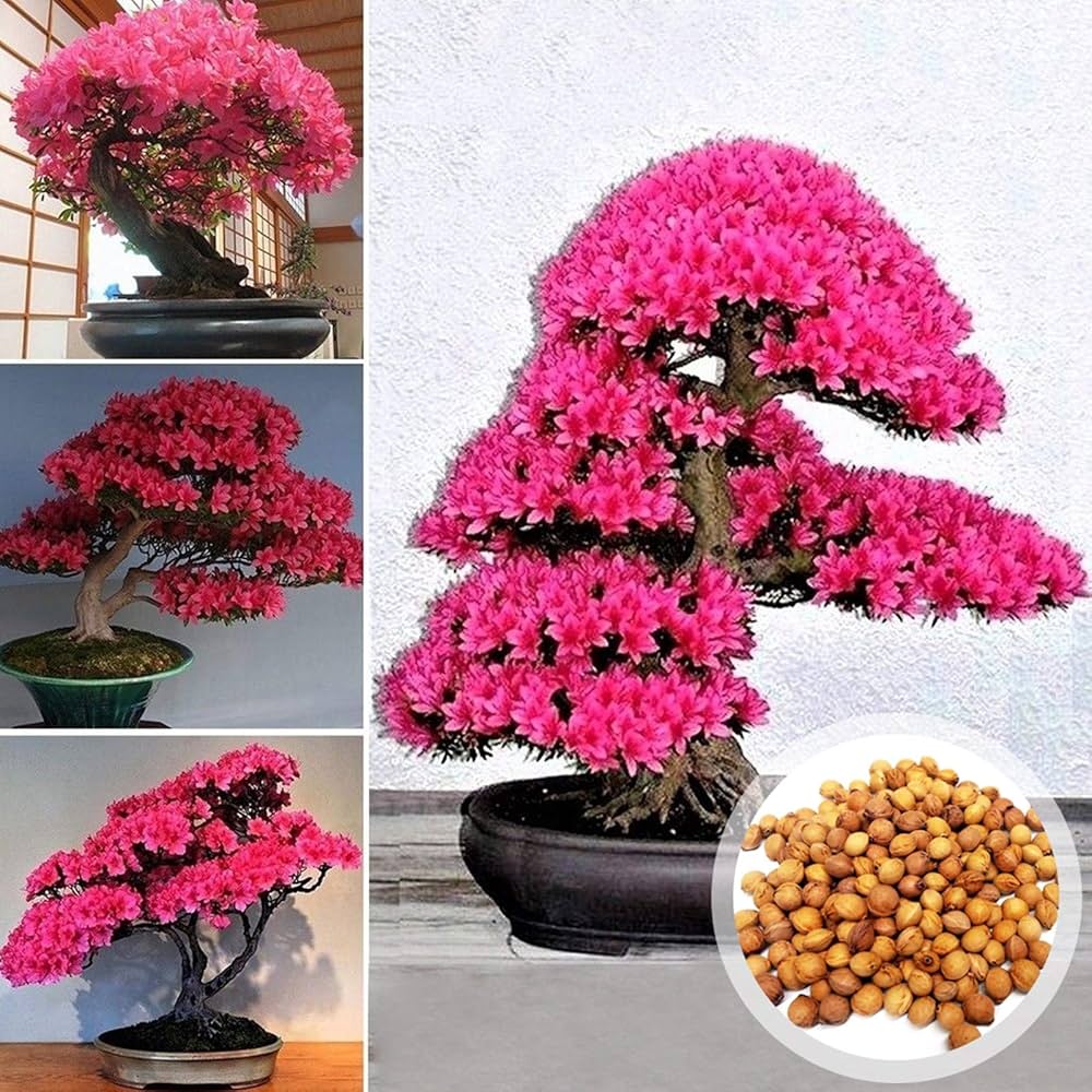 cherry blossom flower seeds