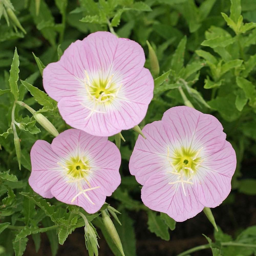 pink primrose flower seeds