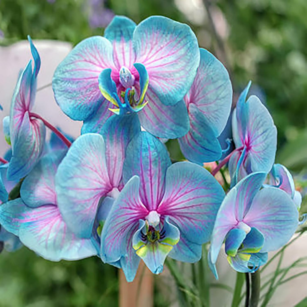 blue pink flower seeds