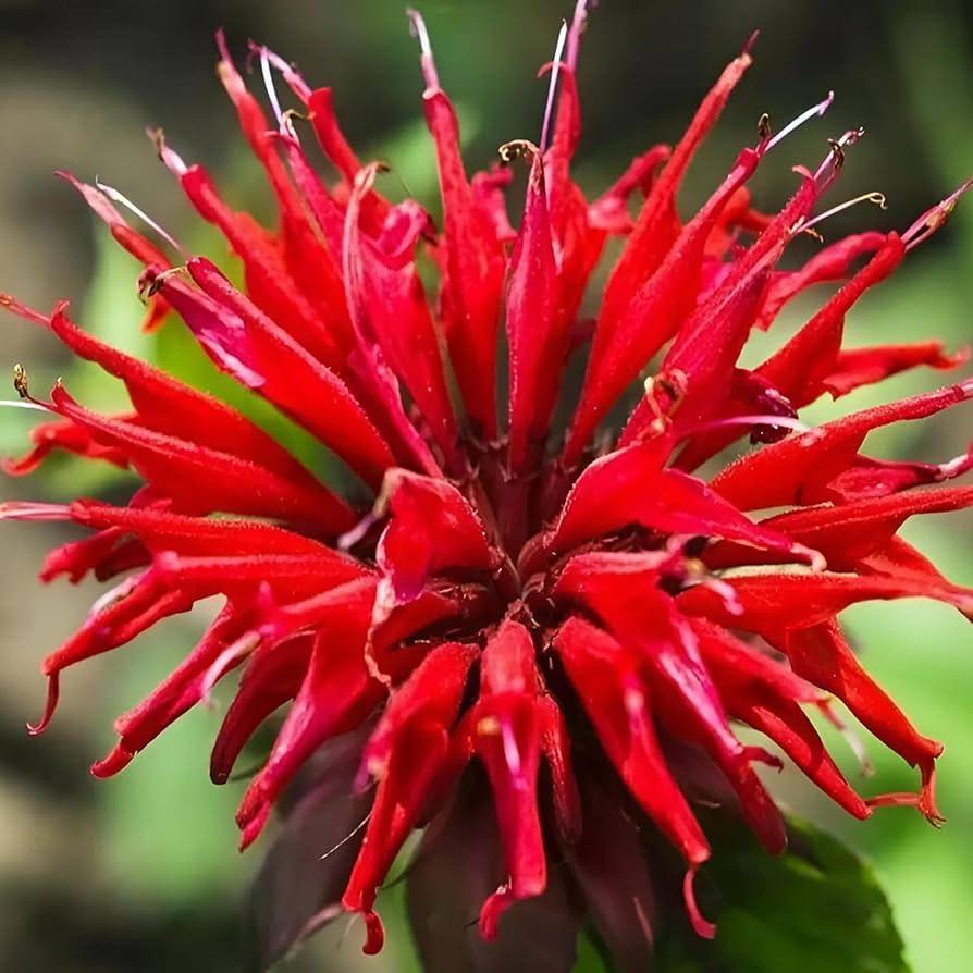 bee balm flower seeds