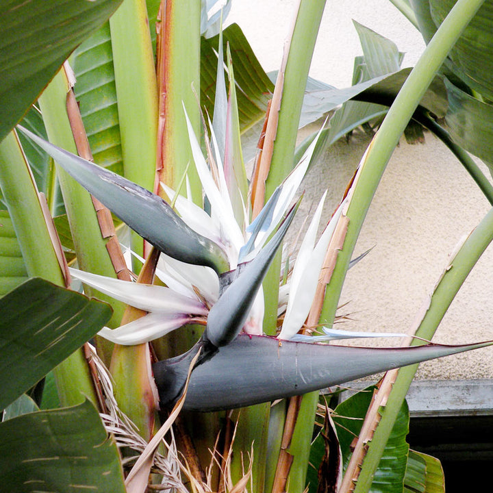 Heirloom Non-GMO White Strelitzia Reginae Flower Seeds for Planting – Exotic Bird of Paradise Seeds