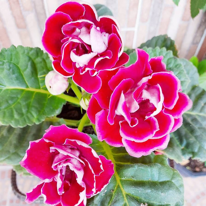 Heirloom Non-GMO Sinningia Gloxinia Flower Seeds for Planting – Tropical Blooming Garden Seeds | High Germination