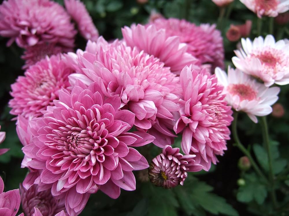 pink crucianella flower seeds