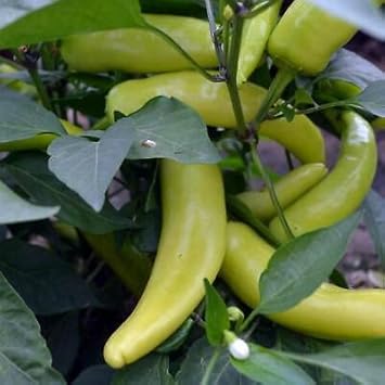 Red Wax Pepper Seeds for Planting