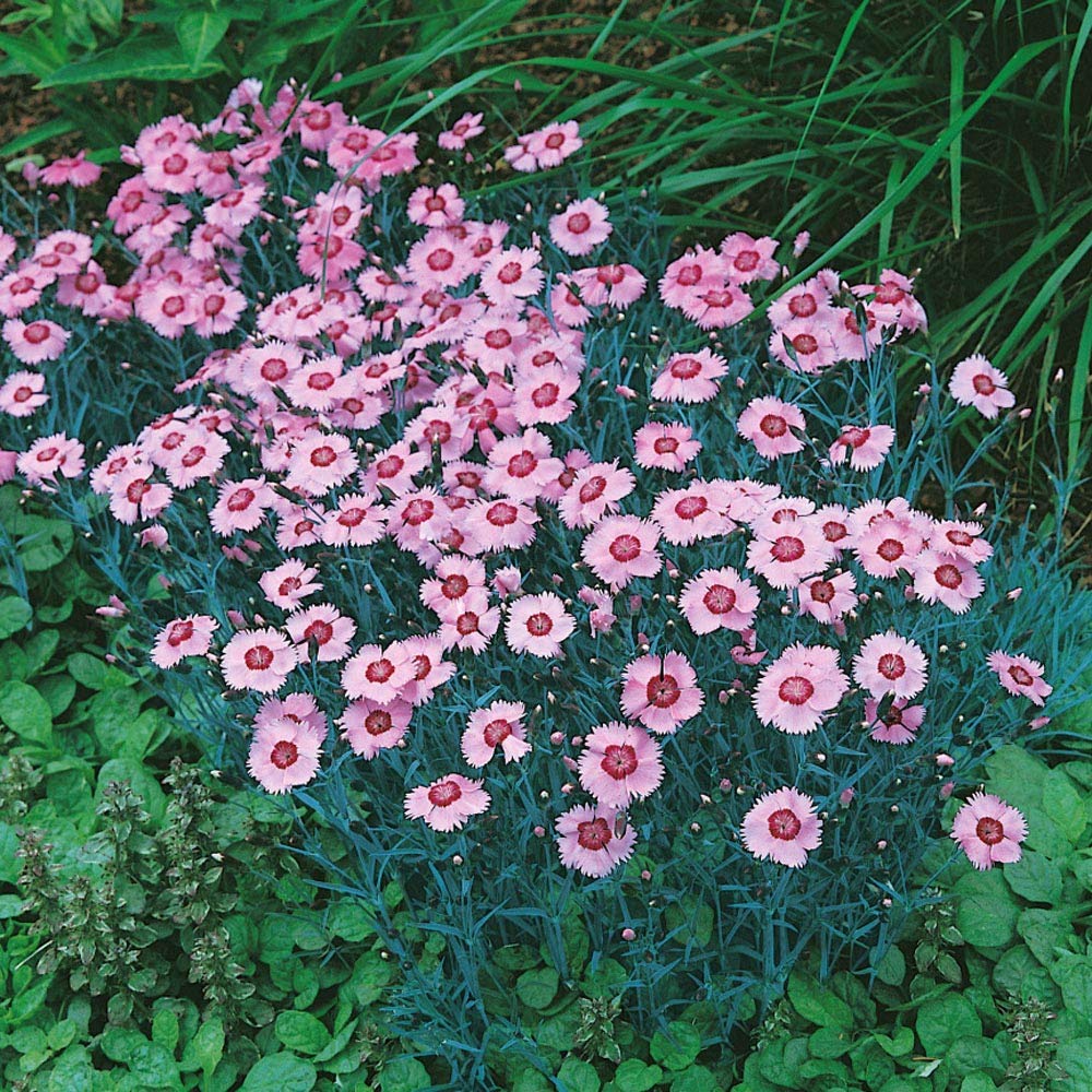 pink dianthus flower seeds