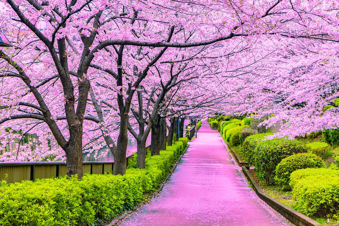 kirschbaum flower flower seeds