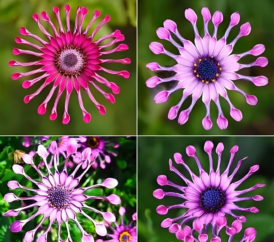 blue african flower seeds