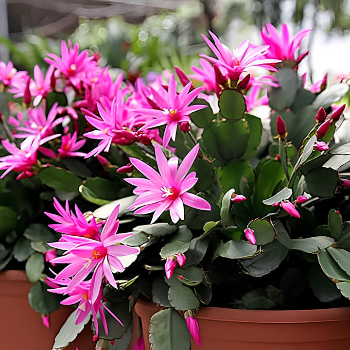 Heirloom Non-GMO Schlumbergera Flower Seeds for Planting – Ideal for Balcony Pots, High Germination Organic Seeds