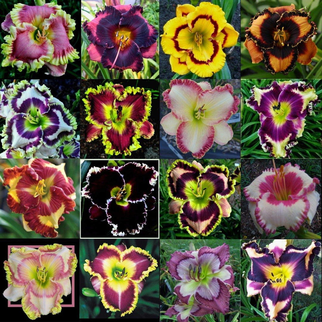 daylily hemerocallis flower seeds