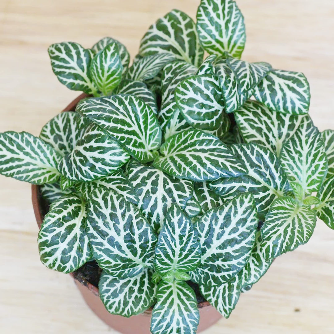 Fittonia Albivenis, Hvide nerveplantefrø til udplantning - 100 stk