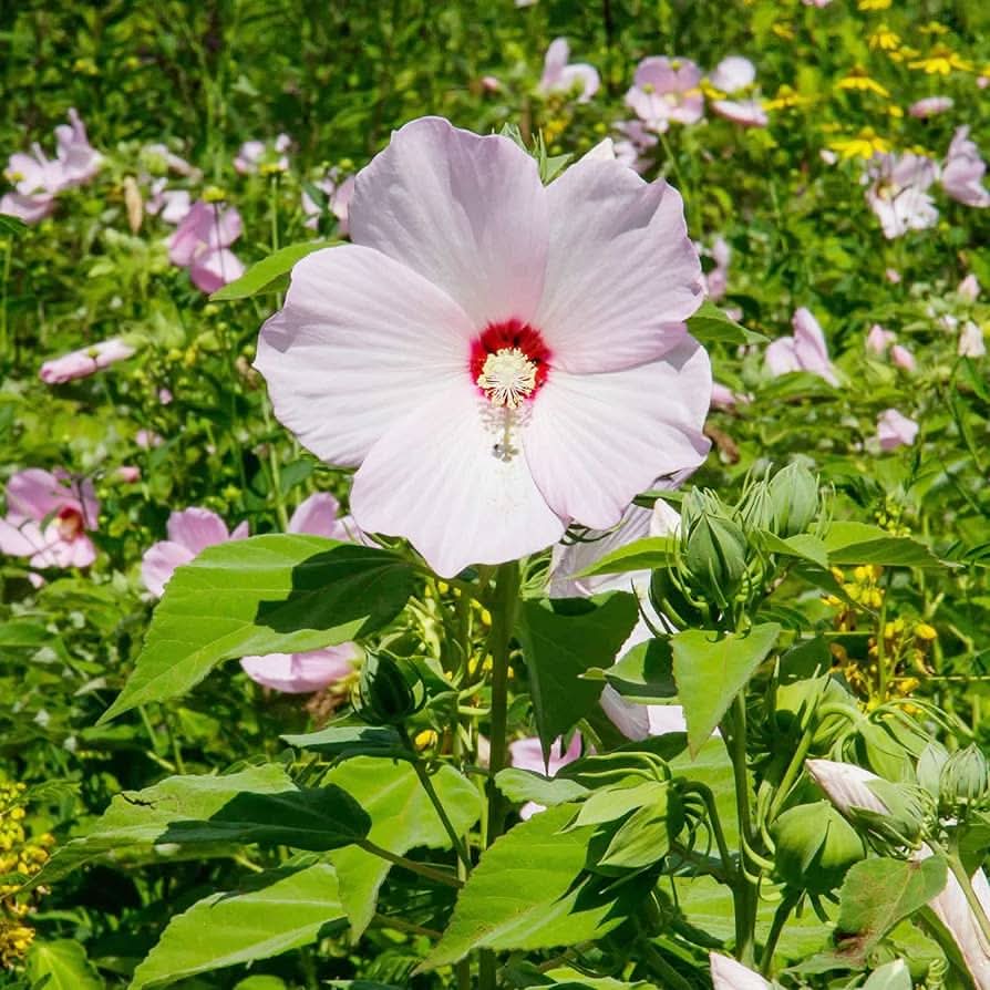 rosemallow mixed flower seeds