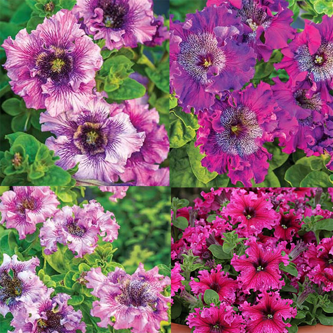 mixed color flower seeds
