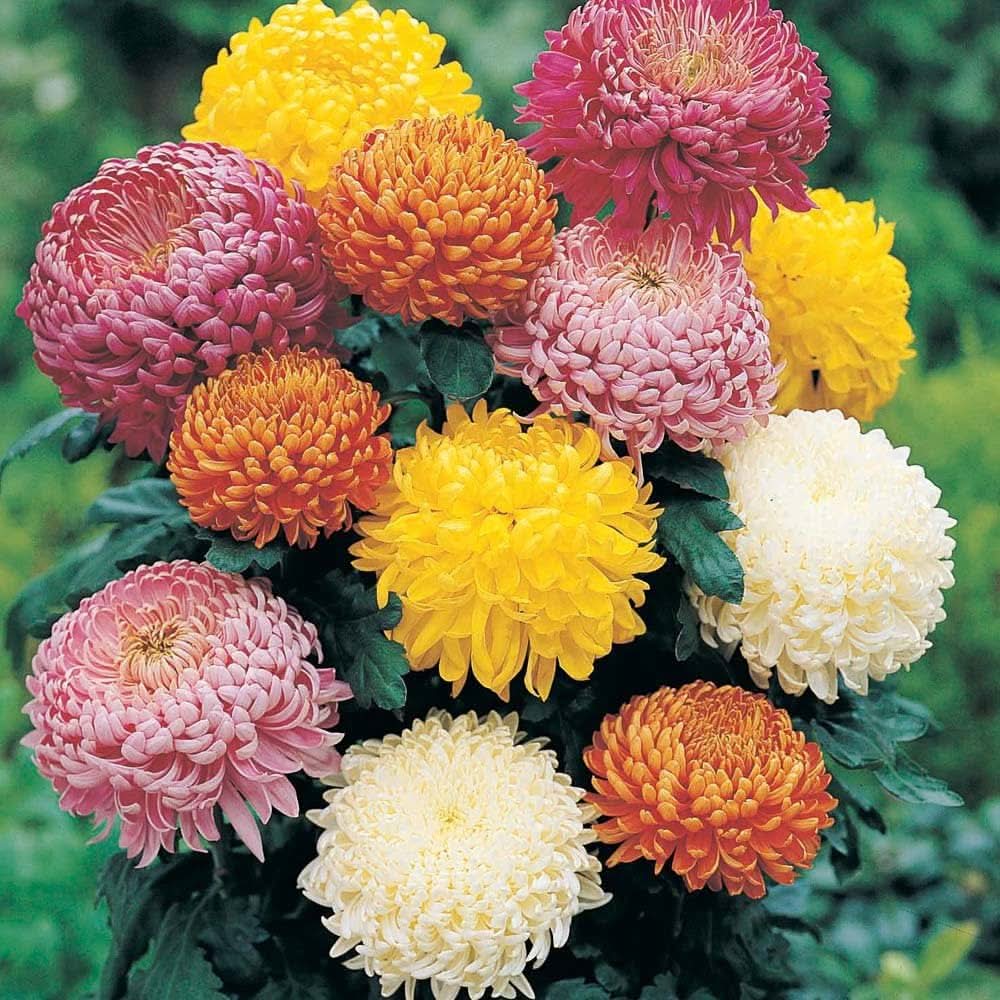 chrysanthemum indicum flower seeds