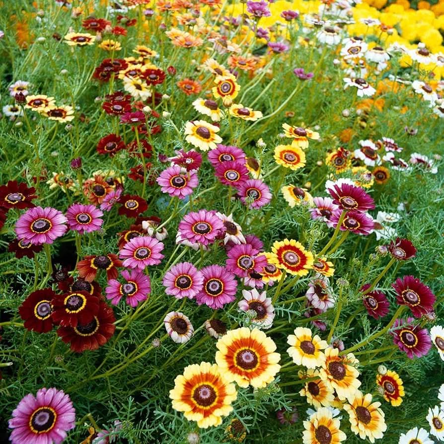 rainbow daisy flower seeds