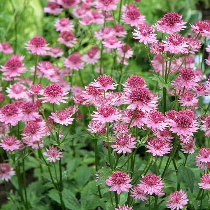 Astrantia Major blomsterfrø til plantning - 100 stk