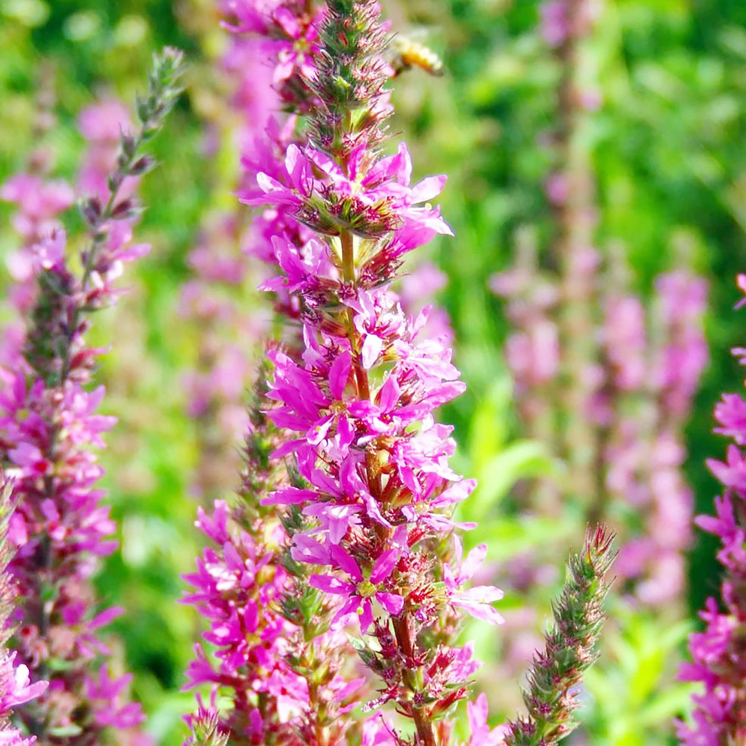 purple loosestrife flower seeds