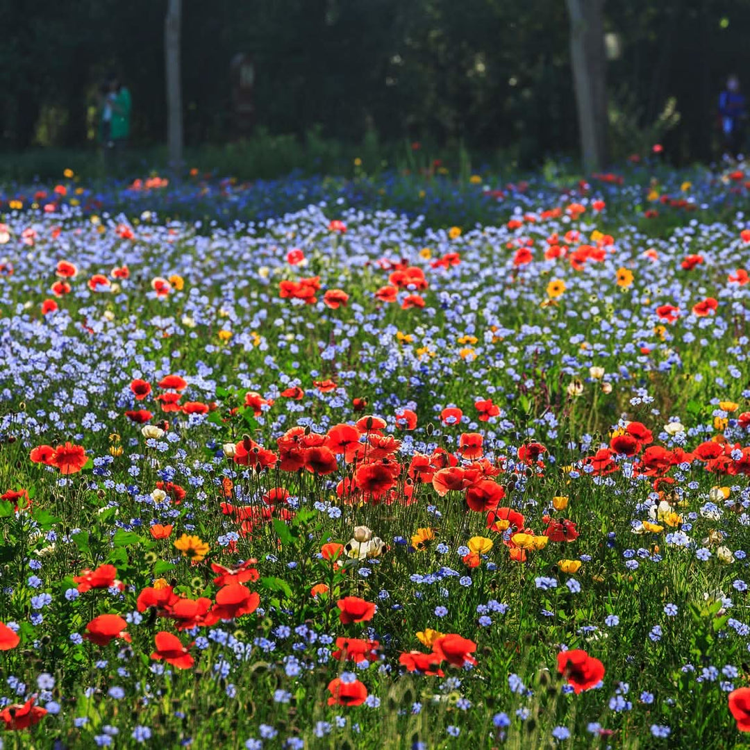 partial shade flower seeds