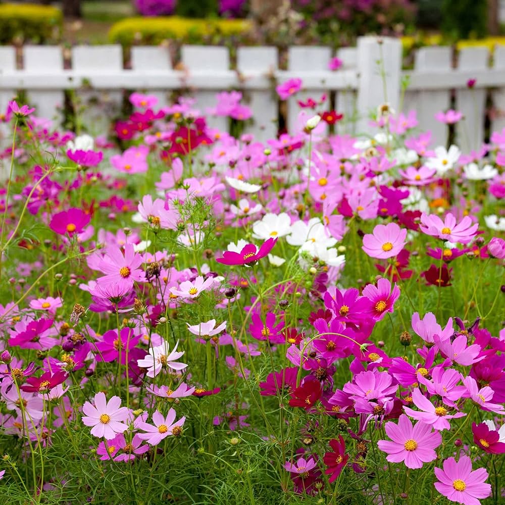 cosmos cosmos flower seeds