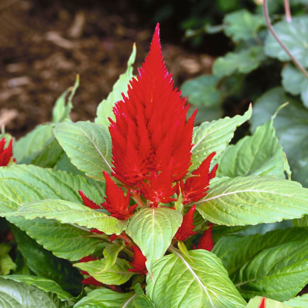 crimson pampas flower seeds