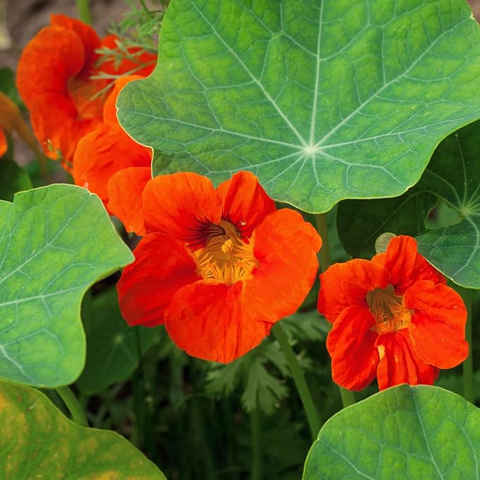 Organic Heirloom Non-GMO Orange Nasturtium Seeds for Planting – Bright Garden Blooms