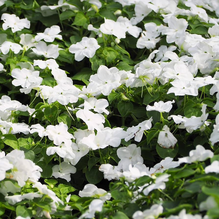 Fresh Periwinkle Vinca Flower Seeds for Planting, White 100 pcs