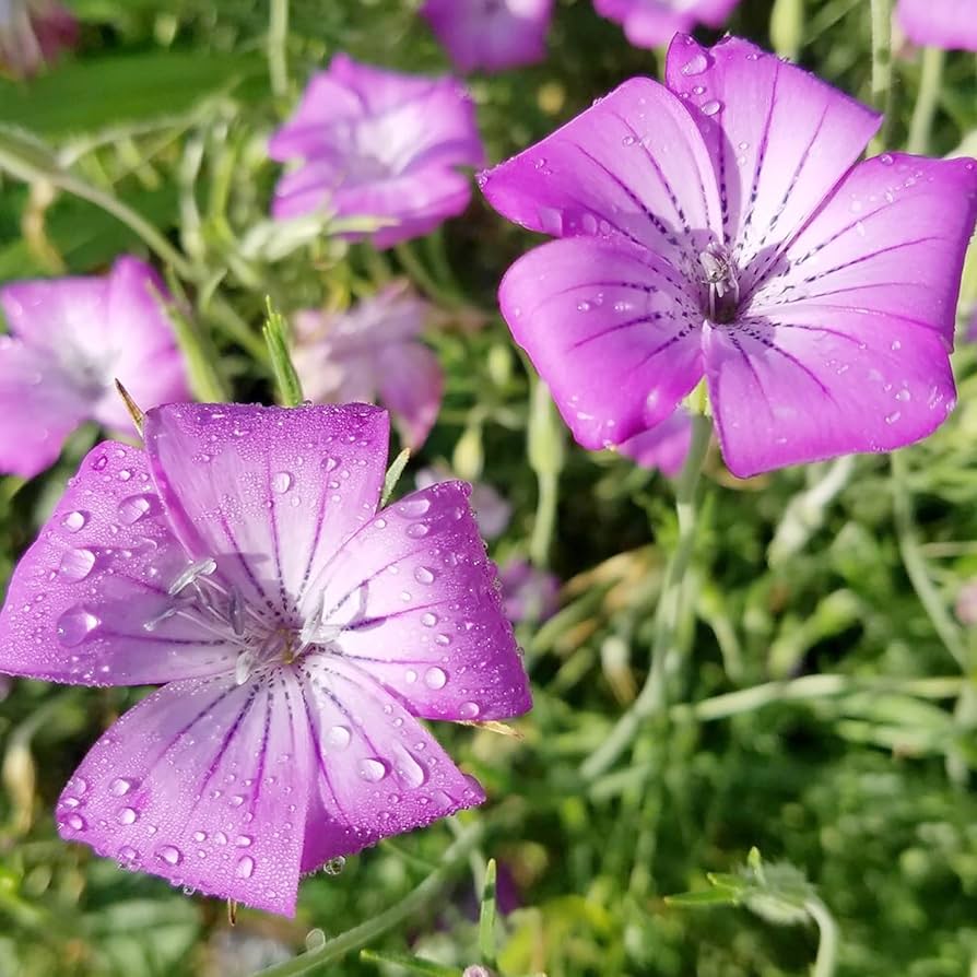 heirloom corncockle flower seeds