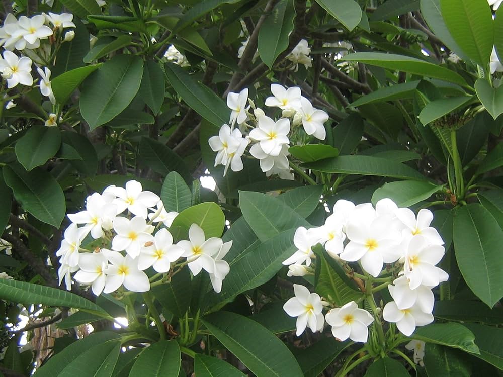 White Egg Flower Seeds for Planting - 100 pcs