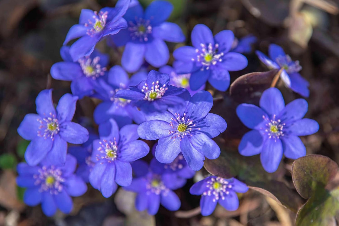hepatica flower seeds Organic Heirloom Non-GMO Hepatica Nobilis Seeds for Planting – Woodland Blooms
