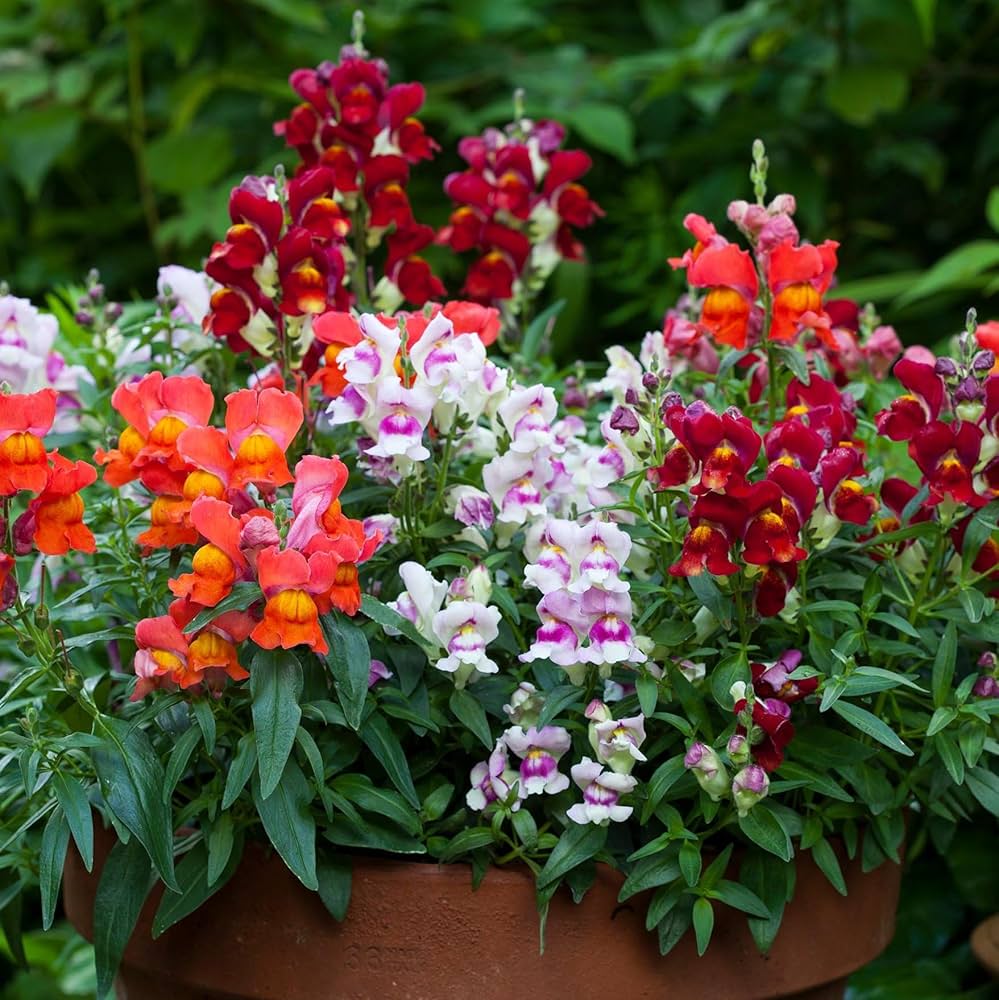 Red Frosted Flames Aroma Spice Snapdragon Planting Flower Bed Flower Seeds Home Garden