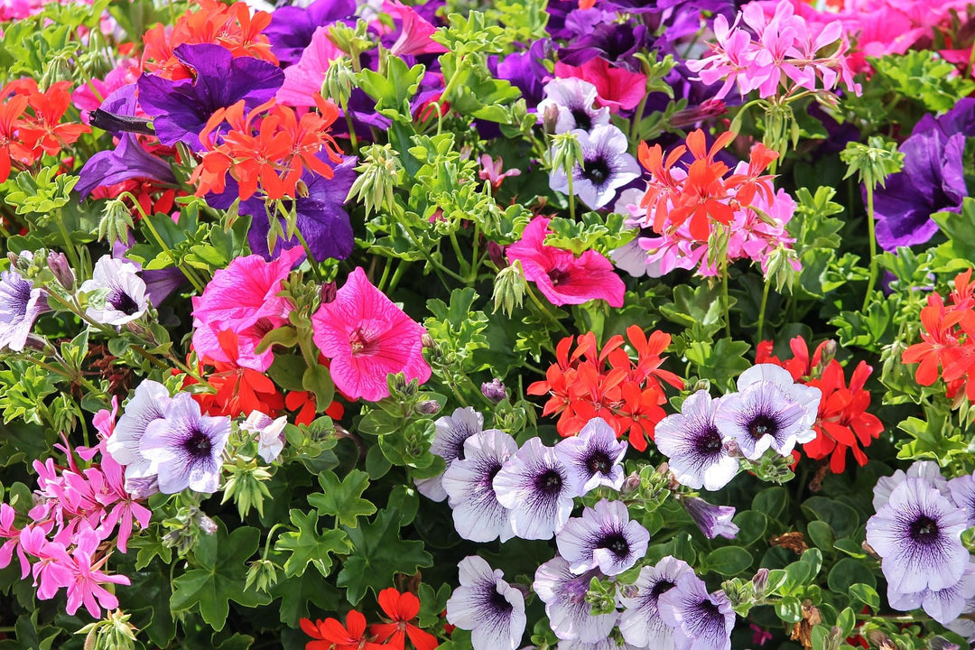 petunia flower flower seeds