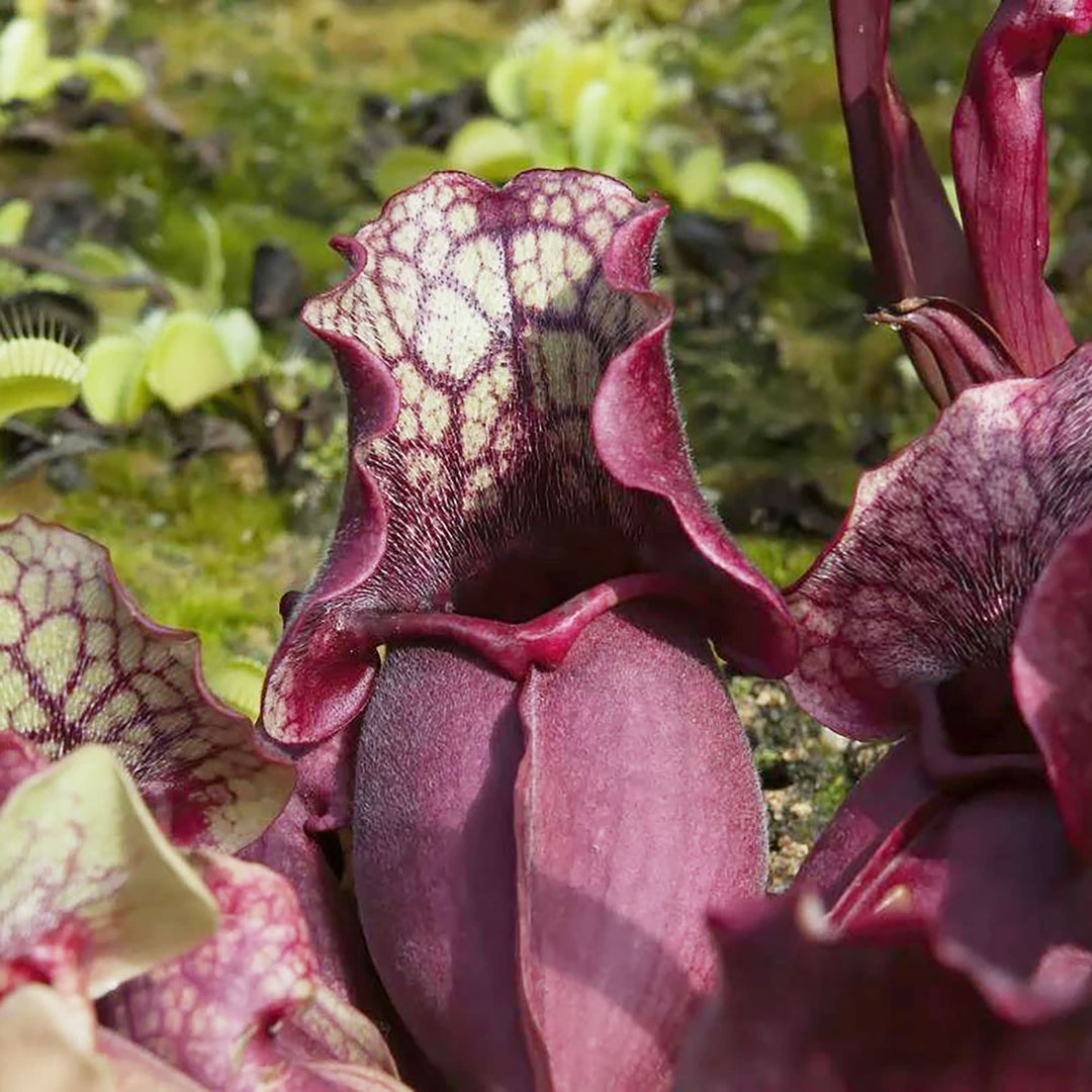 purple pitcher flower seeds